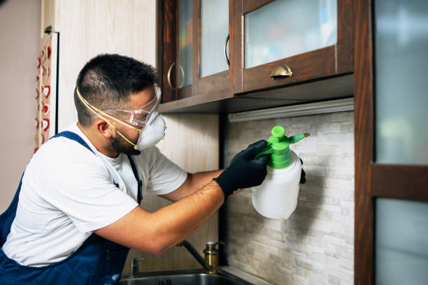 Wasp Removal Services in Kalkaska, MI