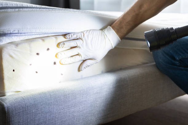 Best Termite Control Services  in Kalkaska, MI