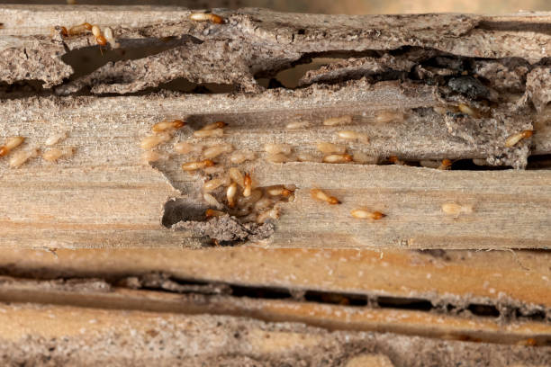 Best Cockroach Control Services  in Kalkaska, MI